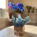 Orquídea Phalaenopsis Azul no Vaso