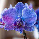 Orquídea Phalaenopsis Azul no Vaso