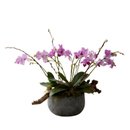 Arranjo de Orquídeas Phalaenopsis - Paisagem Botânica