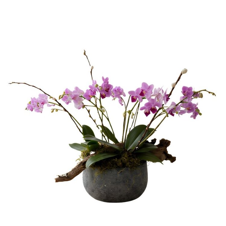 Arranjo de Orquídeas Phalaenopsis - Paisagem Botânica