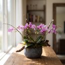 Arranjo de Orquídeas Phalaenopsis - Paisagem Botânica