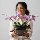 Arranjo de Orquídeas Phalaenopsis - Paisagem Botânica