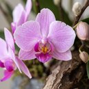 Arranjo de Orquídeas Phalaenopsis - Paisagem Botânica