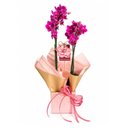 Orquídea Phalaenopsis Pink em Embalagem Presenteável