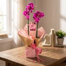 Orquídea Phalaenopsis Pink em Embalagem Presenteável