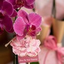 Orquídea Phalaenopsis Pink em Embalagem Presenteável