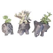 Trio de Cachepôs Selva Suculenta