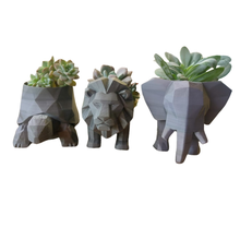 Trio de Cachepôs Selva Suculenta