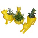 Trio Gatinhos Suculenta