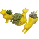 Trio Gatinhos Suculenta