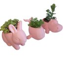 Trio Fofura Suculenta