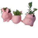 Trio Fofura Suculenta