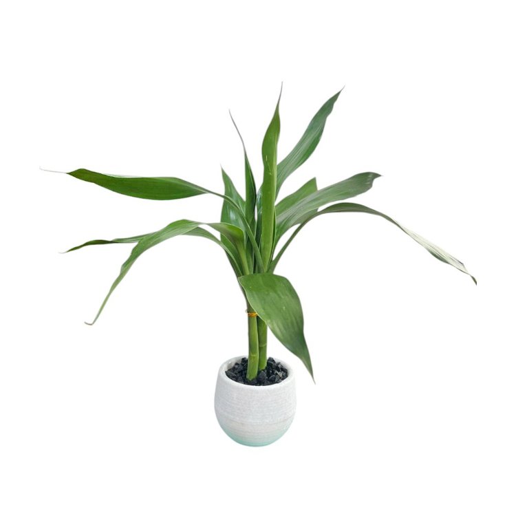 Miniatura Bambu Da Sorte