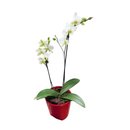 Linda Mini Orquídea Phalaenopsis Branca 