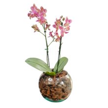 Mini Orquidea Phalaenopsis no Vaso