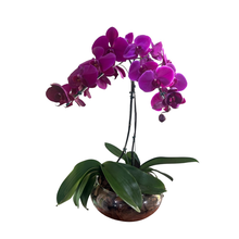 Arranjo de Orquidea Roxa 2 Hastes