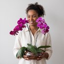 Arranjo de Orquidea Roxa 2 Hastes
