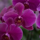 Arranjo de Orquidea Roxa 2 Hastes