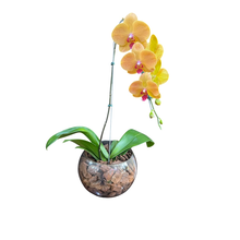 Orquídea Cascata Amarela