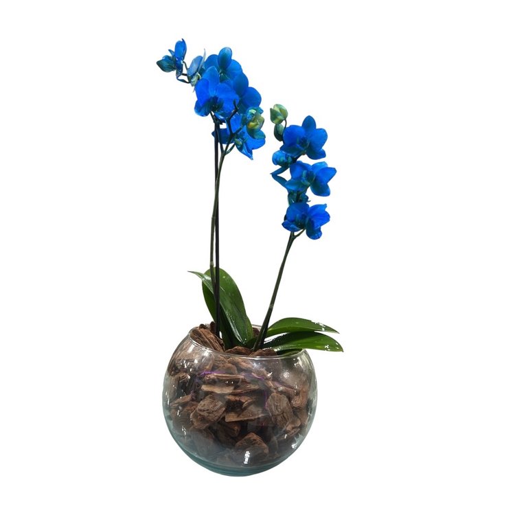 Mini Orquídea Azul