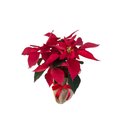 Flor de Natal vermelha 