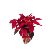 Flor de Natal vermelha