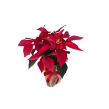 Flor de Natal vermelha 
