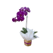 Linda Orquídea na Cor Roxa 