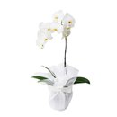 Orquidea Phaenopsis Elegance