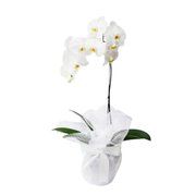Orquidea Phaenopsis Elegance