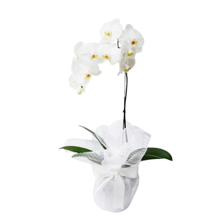 Orquidea Phaenopsis Elegance