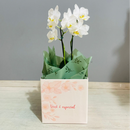 Belíssima Mini Orquídea Branca 