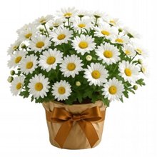 Margaridinhas Branca