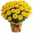 Margaridinhas Amarelas