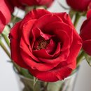 Arranjo Rosas Vermelhas no Vaso de Vidro