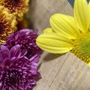 Partitura de Flores Silvestres