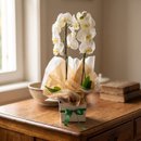 Orquídea Phalaenopsis Com Duas Hastes