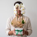 Orquídea Phalaenopsis Com Duas Hastes