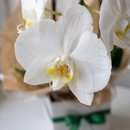 Orquídea Phalaenopsis Com Duas Hastes