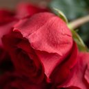 Buquê Com 8 Rosas Colombianas e Pétalas