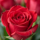 Arranjo de Rosas Colombianas Vermelhas Encanto