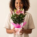 Lírio Rosa Na Caixa Andulada