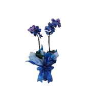 Orquídea Blue