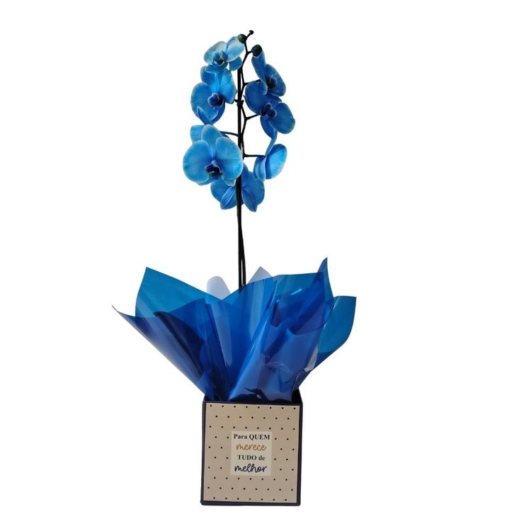 Orquídea Azul Na Caixa Milano