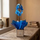 Orquídea Azul Na Caixa Milano