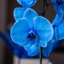 Orquídea Azul Na Caixa Milano