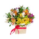 Caixa de Astromélias Coloridas