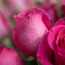 Buquê de 36 Rosas Pink com Astromélias 