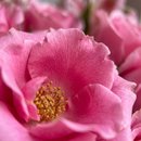 Buquê de 36 Rosas Cor de Rosa com Astromélias