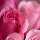 Buquê de 50 Rosas em Tons de Rosa